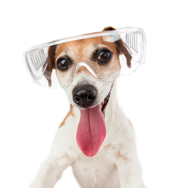 Happy funny small dog selfie portrait with glasses - Photo, Image