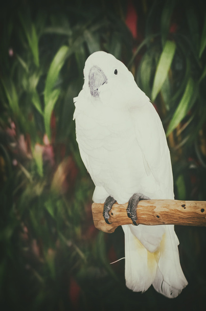 Photo of Bright Parrot  - Φωτογραφία, εικόνα