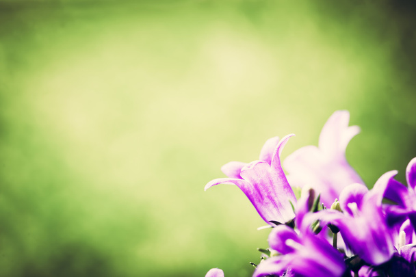 Fleurs violettes fraîches
 - Photo, image