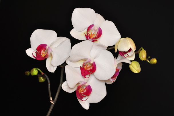 phalaenopsis, Orchidee - Foto, Bild