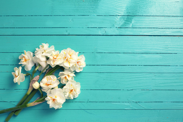 Fresh  spring narcissus  flowers - Photo, image
