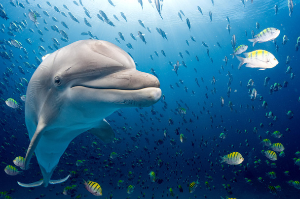 Dolfijn onderwater op blauwe oceaan achtergrond - Foto, afbeelding
