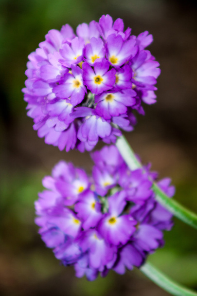 Primula στον κήπο - Φωτογραφία, εικόνα