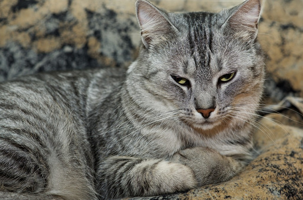 Cara de gato de cerca. Gato acostado en una alfombra, foto de la cara lateral. Retrato de gato soñador
 - Foto, imagen