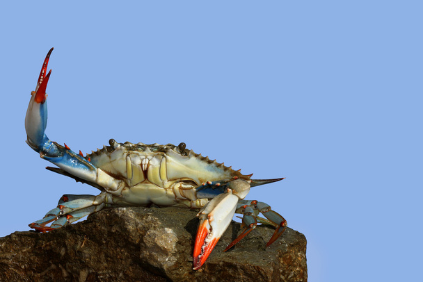 Krab niebieski na żywo w pozie walki - Zdjęcie, obraz
