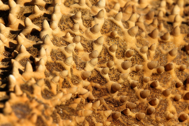 Close up shot of a starfish - Photo, Image
