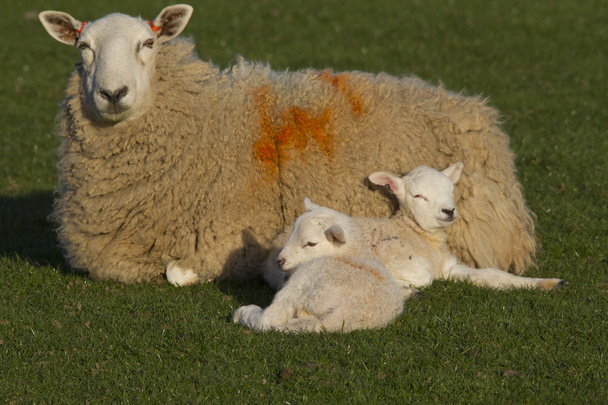 Sheep and lamb in rural countryside - Photo, Image