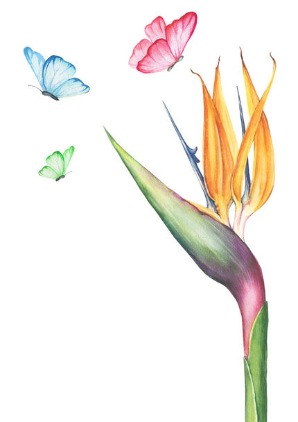 Watercolor strelitzia flower - Fotó, kép