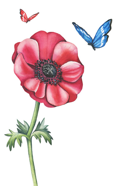 Watercolor anemone flower with butterflies - Photo, Image