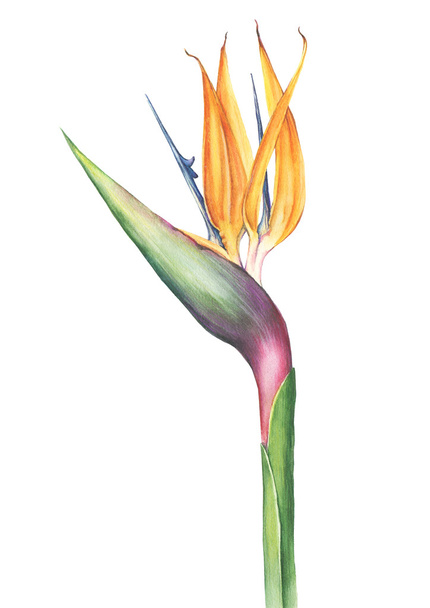 Akwarela strelitzia kwiat - Zdjęcie, obraz