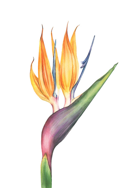 Watercolor strelitzia flower - Photo, Image