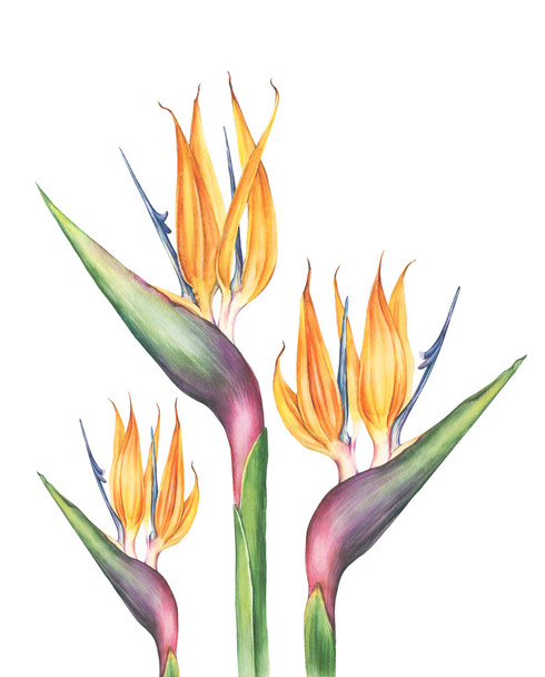Watercolor strelitzia flower - Fotografie, Obrázek
