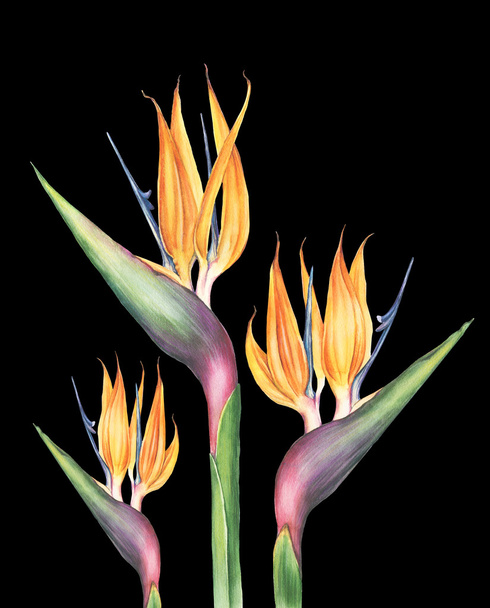 Watercolor strelitzia flower - Foto, Bild