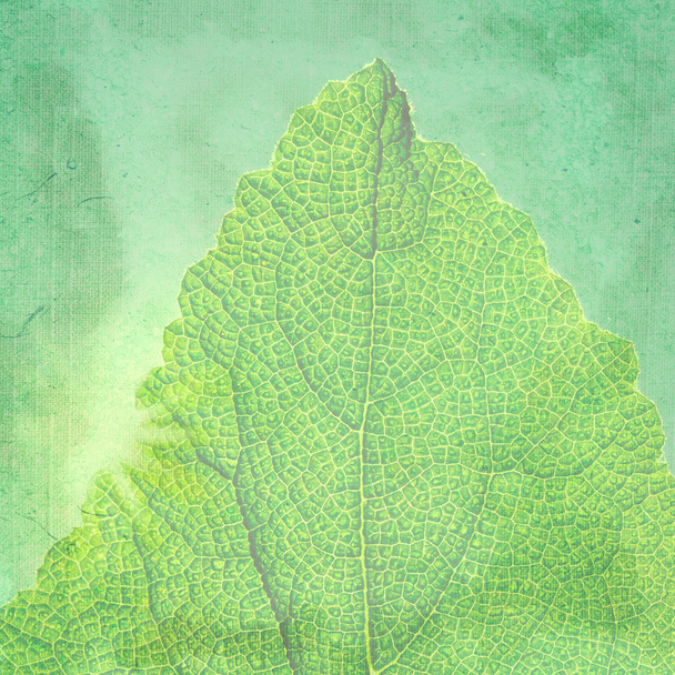 Green vintage background with a texture leaf. - Fotoğraf, Görsel