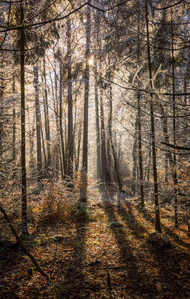 Forest in winter - Фото, зображення