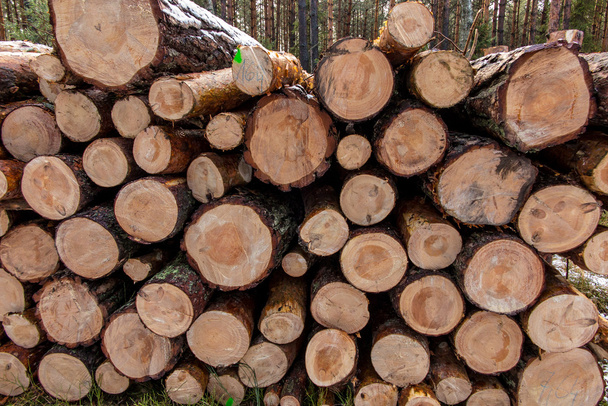 montar uma pilha de madeira na floresta
  - Foto, Imagem