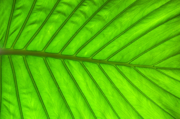 Green leaf - 写真・画像