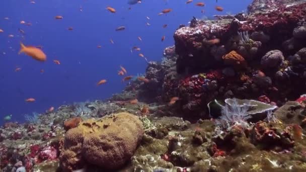 熱帯のサンゴ礁に青と赤の魚の群れ. - 映像、動画