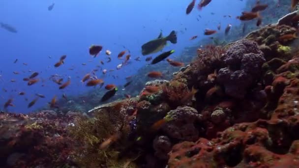 Boxfish is zwemmen op de Reef school of Fish. - Video