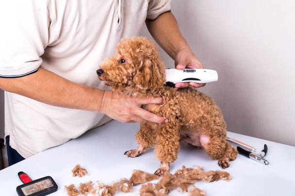 Groomer grooming poodle dog with trim clipper in salon - Valokuva, kuva