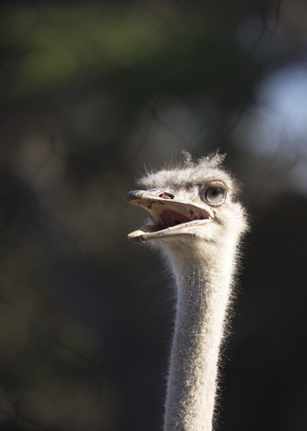 Struisvogel (Struthio Camelus) - Foto, afbeelding