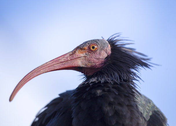 Ibis calvo settentrionale (Geronticus eremita
) - Foto, immagini