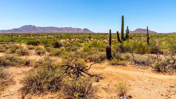 Gyönyörű kilátás nyílik az Arizona-sivatagban - Fotó, kép
