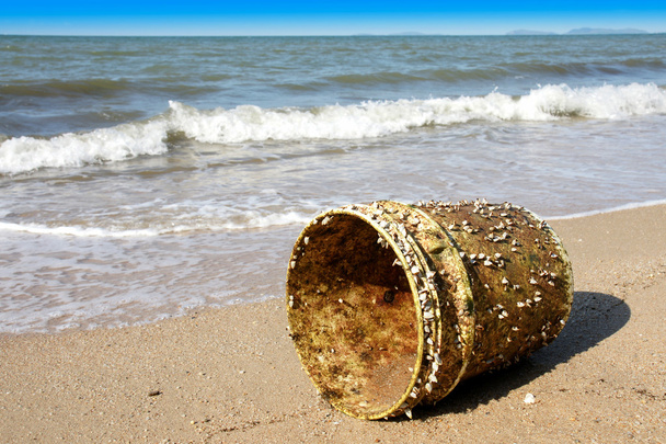 Husa barnacles připojené k plastová nádoba na pláži s modrou oblohou - Fotografie, Obrázek