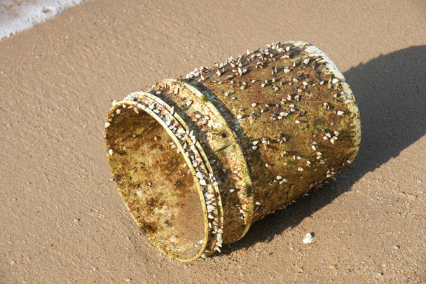 Goose zeepokken gekoppeld aan plastic emmer op een strand aan zee - Foto, afbeelding