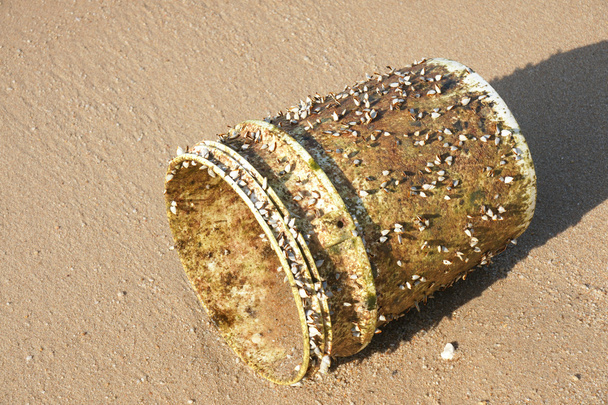 Meren rannalla sijaitsevaan muoviämpäriin kiinnitetyt hanhenahvenet
 - Valokuva, kuva
