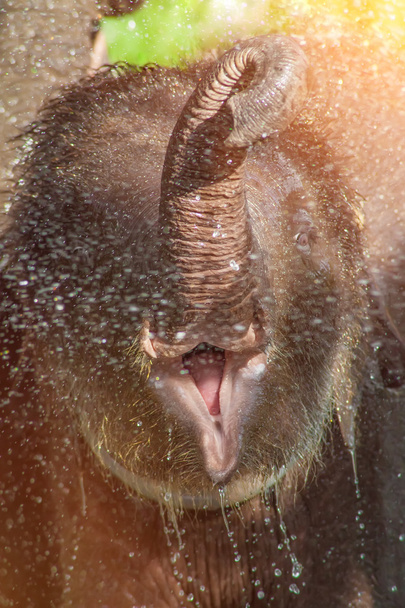 Счастливый слоненок принимает душ в реке
. - Фото, изображение