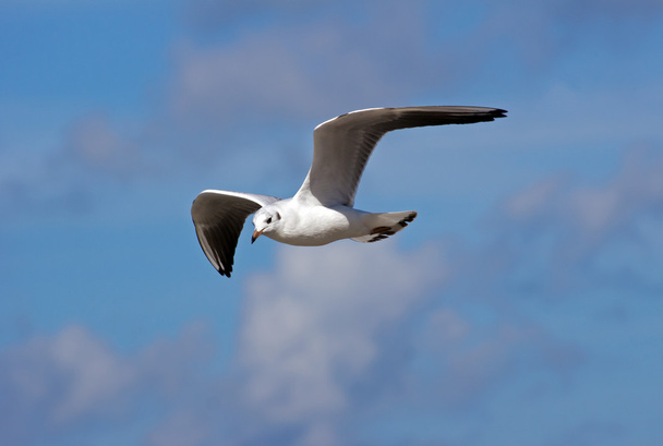 Gaviota blanca voladora
 - Foto, Imagen