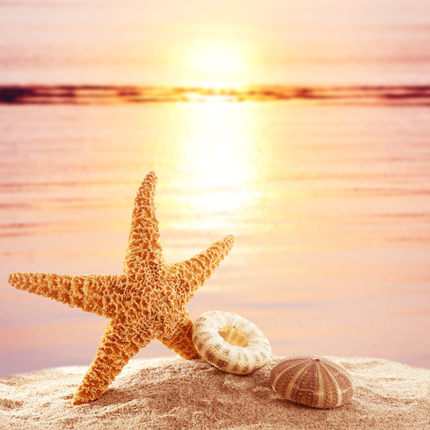 tengeri csillag és a kagyló a homok  - Fotó, kép
