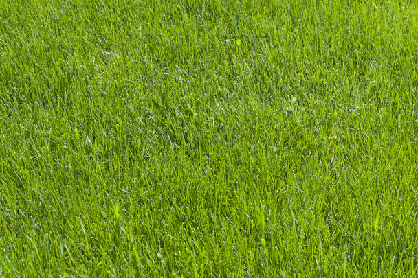 草の背景 - 写真・画像