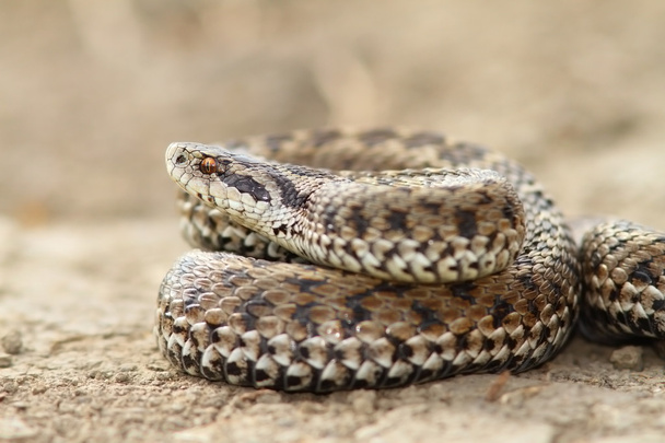 close up of female meadow viper - Φωτογραφία, εικόνα