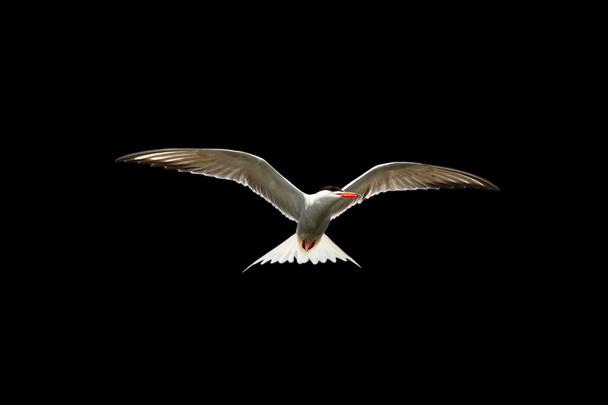 Common tern in flight isolated on black
 - Фото, изображение