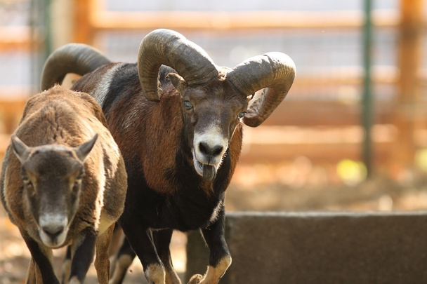 マンネリで mouflon ram - 写真・画像