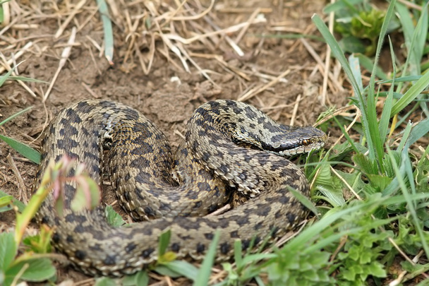 a természetes élőhelye Orsini viper - Fotó, kép