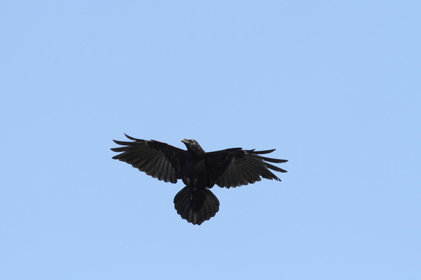 raven on the sky - Photo, Image