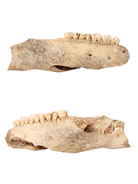wild boar isolated ancient mandible - Photo, Image