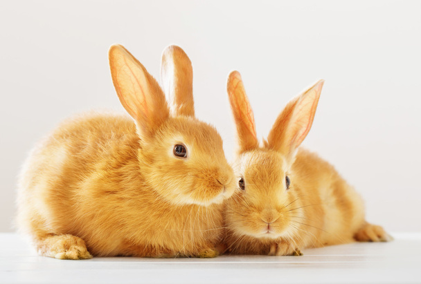 two red rabbits on white background - Fotoğraf, Görsel