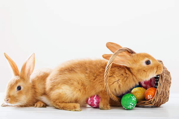 Kaninchen mit Ostereiern auf weißem Hintergrund - Foto, Bild