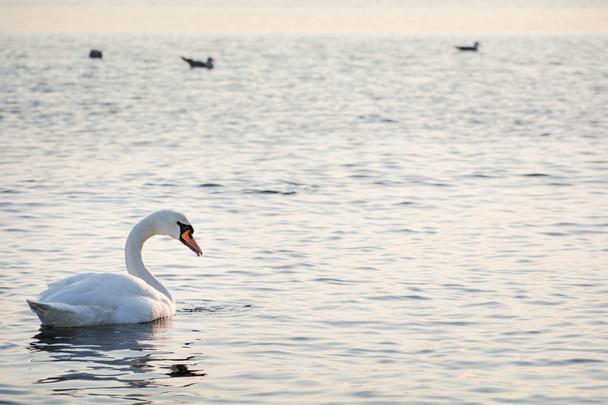 Bonito cisne branco nadando no mar de inverno
 - Foto, Imagem