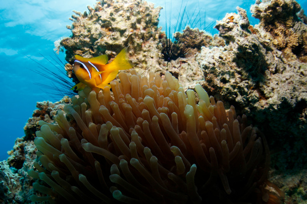 Hämmästyttävä pelle kala & Anemone
 - Valokuva, kuva