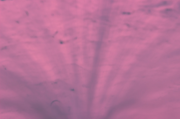 dunkler rosa Hintergrund - Foto, Bild