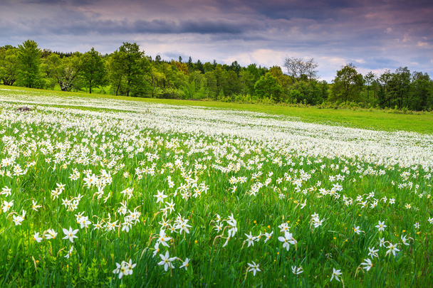 Spring landscape and white daffodils flowers - Photo, Image