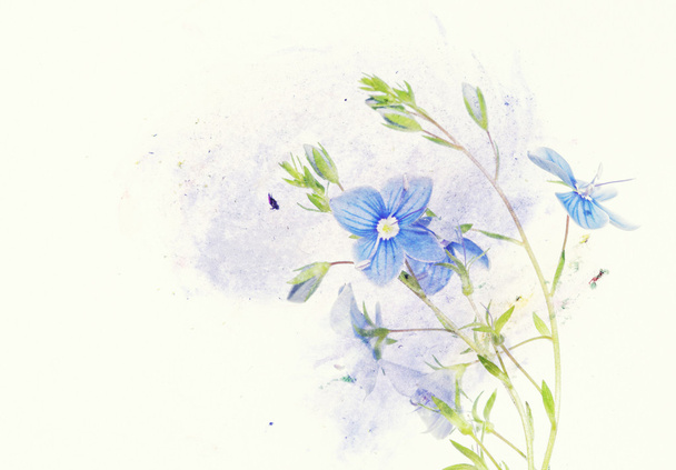 Lovely floral illustration - Photo, image