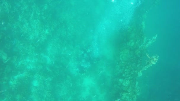 Taucher unter Wasser - Filmmaterial, Video