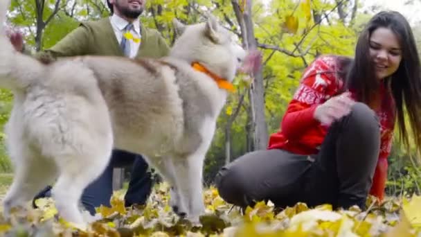 秋の公園のスローモーションでハスキー犬と遊ぶ若いカップル - 映像、動画