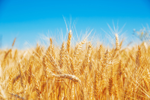 Campo de trigo dorado - Foto, imagen